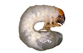 There are two periods when grubs can be targeted by nematodes, in the spring when soil temperatures are above 10°c (often early may to early june) and. How And When To Get Rid Of Grubs Naturally Nematodes The Art Of Doing Stuff