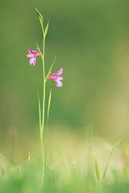 Image result for Liliaceae