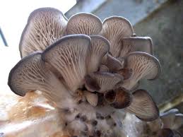 Stir in the coconut milk (be sure to shake the can first), fish sauce, and maple syrup. The Ultimate Guide To Blue Oyster Mushrooms Nomlist