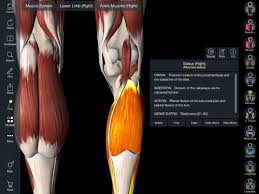 The extrinsic muscles are located in the anterior and lateral compartments of the leg. Muscles Of The Leg That Move The Foot And Toes Flashcards Quizlet