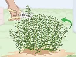 Image result for rosemary pruning