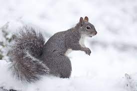 A Western Gray Squirrel In The Snow From My Photblind This Morning Mendocino County California Squirrel Animals Beautiful Mammals