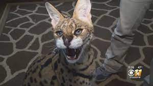 Pago de la tesorería general de la república a vocales de mesa. Wild Wednesday Serval Cat Youtube