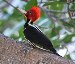 Bird With Red V On Back Of Head Pale Billed Woodpecker Woodpecker Different Birds Bird