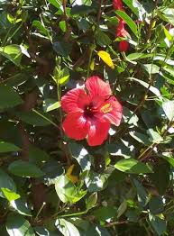 Image result for Hibiscus nigricaulis
