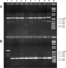 Image result for Wajira grahamiana