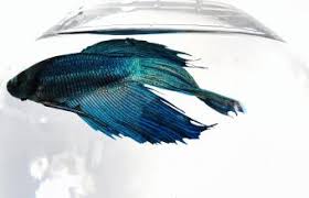 Betta fish can be fed flakes, pellets, or frozen foods that are specially made for them. Betta Fish Care Instructions Lovetoknow