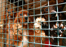 Montgomery county animal services and adoption center montgomery county office of animal services 7315 muncaster mill road · derwood, md 20855 · telephone: What Is A Puppy Mill Modern Dog Magazine