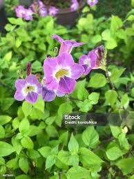 Image result for Asystasia vogeliana