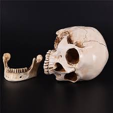 Maybe you would like to learn more about one of these? Resin Skull Human Anatomy Head Medical Model Convenient Painting Buy At A Low Prices On Joom E Commerce Platform