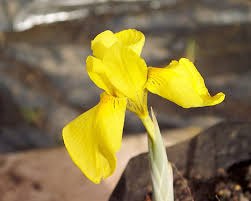 Image result for Moraea spathulata