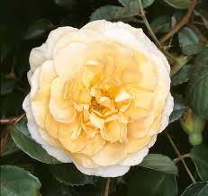 Hybrid musk rose 'buff beauty'. Rosa Buff Beauty Monaco Nature Encyclopedia