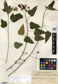 Image result for Pavonia leptocalyx