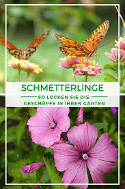 Falls in ihrem garten in erster linie blüten mit langen schmalen kelchen wachsen, werden die bienen schnell weiterziehen. Schmetterlingsgarten Anlegen Die Besten Tipps Pflanzplan Schmetterlingsgarten Pflanzen Schmetterlingspflanzen