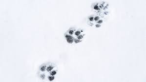 Download 97.760 tierspuren kostenlos vectors. Tierspuren Quiz Wer Schritt Hier Durch Den Schnee Geo