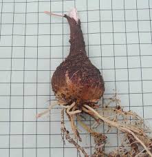 Image result for Albuca virens