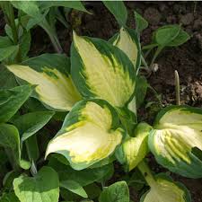 Your different hostas stock images are ready. Hosta Color Festival Dorset Perennials