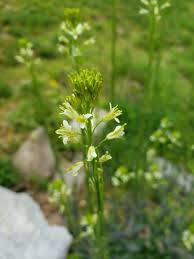 Image result for Turritis glabra