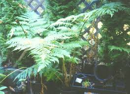 Image result for Cyphia erecta