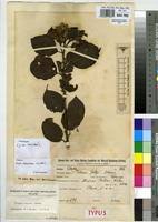 Image result for Turraea robusta