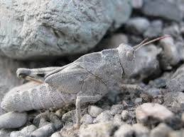 Image result for Dissotis trothae