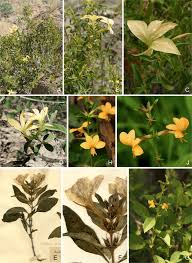 Image result for Barleria spinulosa