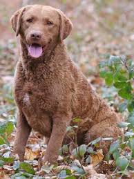 Find chesapeake bay retriever puppies that are ready to take home immediately or will be available shortly from some of the top breeders in the country. Paula Graystone