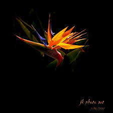 Models Paradisebirds Casey (64 photos) - porn