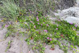 Image result for Ipomoea pes-caprae