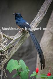 Cara mengembalikan mental murai batu setelah mabung. Perawatan Murai Batu Macet Bunyi Yang Telah Lama Macet Bunyi Maskicau Net