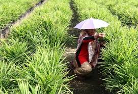Cara menanam jahe selanjutnya adalah dengan memberikan pupuk secara rutin ketika jahe sudah tumbuh cukup besar. 13 Cara Menanam Jahe Lengkap Beserta Gambar Dengan Deskripsi