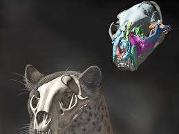 Fossil Find Clears Up Big Cat Origins