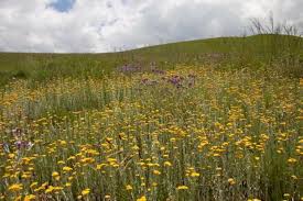 Image result for Diclis reptans