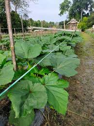 Kacang tanah adalah salah satu jenis. Kalau Tanam Pokok Bendi Ikut Tip Ini Supaya Pokok Banyak Cabang Meriah Buah Rentas Asia