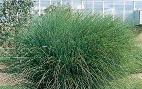 Pampas grass plant seeds 100+ mix flower bonsai seeds for home decoration (pink) ,garden gift. Perennial Ornamental Grasses To Plant This Fall The Home Depot