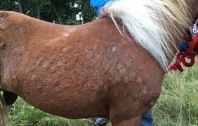 It S Unforgivable Pony Dumped With Advanced Strangles And Ringworm Horse Hound While there are multiple forms of ringworm, the most common affect the skin on the body (tinea corporis), the scalp (tinea capitis), the feet (tinea pedis, or athlete's foot), or the groin (tinea cruris, or jock itch). pony dumped with advanced strangles and
