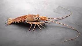 Image result