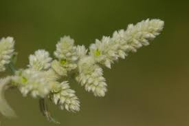 Image result for Aerva leucura