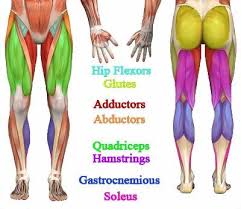 The majority of muscles in the leg are considered long muscles, in that they stretch great distances. Pin On Live A Little Longer