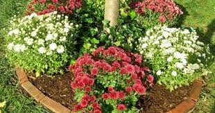 Growing Chrysanthemum Flowers How To Care For Mums Planting Mums Chrysanthemum Care Mums Flowers