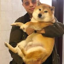 Search, discover and share your favorite doge meme gifs. 23 Ide Balltze Meme Meme Anjing Anjing