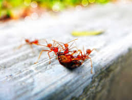 Die natürlichen mittel können dabei helfen die ameisen zu vertreiben, ihnen das einnisten schwierig machen und ihr auftauchen vorbeugen. Die Besten Und Effektivsten Hausmittel Gegen Ameisen In Der Wohnung