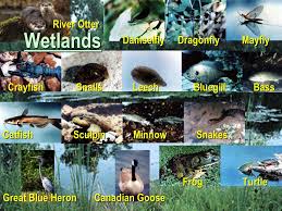 Aquatic Ecosystems Freshwater Marine Ponds Lakes Streams Rivers Ppt Video Online Download