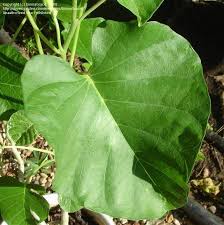 Image result for Ipomoea albivenia