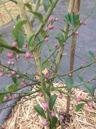 Flowering landscape trees are the crown jewels of the residential landscape, offering shape, color, and shade. Finger Lime Is Just Starting To Flower Native Australian Citrus Finger Lime Growing Fruit Container Gardening