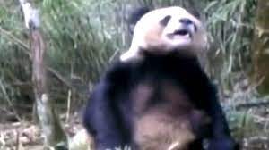 Panda 'masturbation' video released in China could transform difficult task  of breeding bears - Mirror Online
