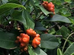 Image result for Morinda asteroscepa