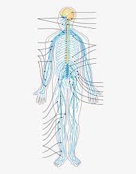 3 connective tissue membranes immediately external to cns organs; Nervous System Diagram Arrows Nervous System Diagram Without Labels Png Image Transparent Png Free Download On Seekpng