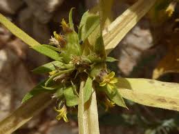 Image result for Geigeria