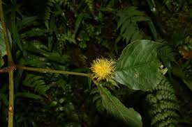 Image result for Sericostachys